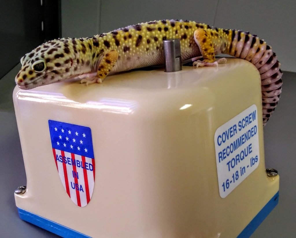 Saphira the leopard gecko inspects a Rex Engineering valve actuator.